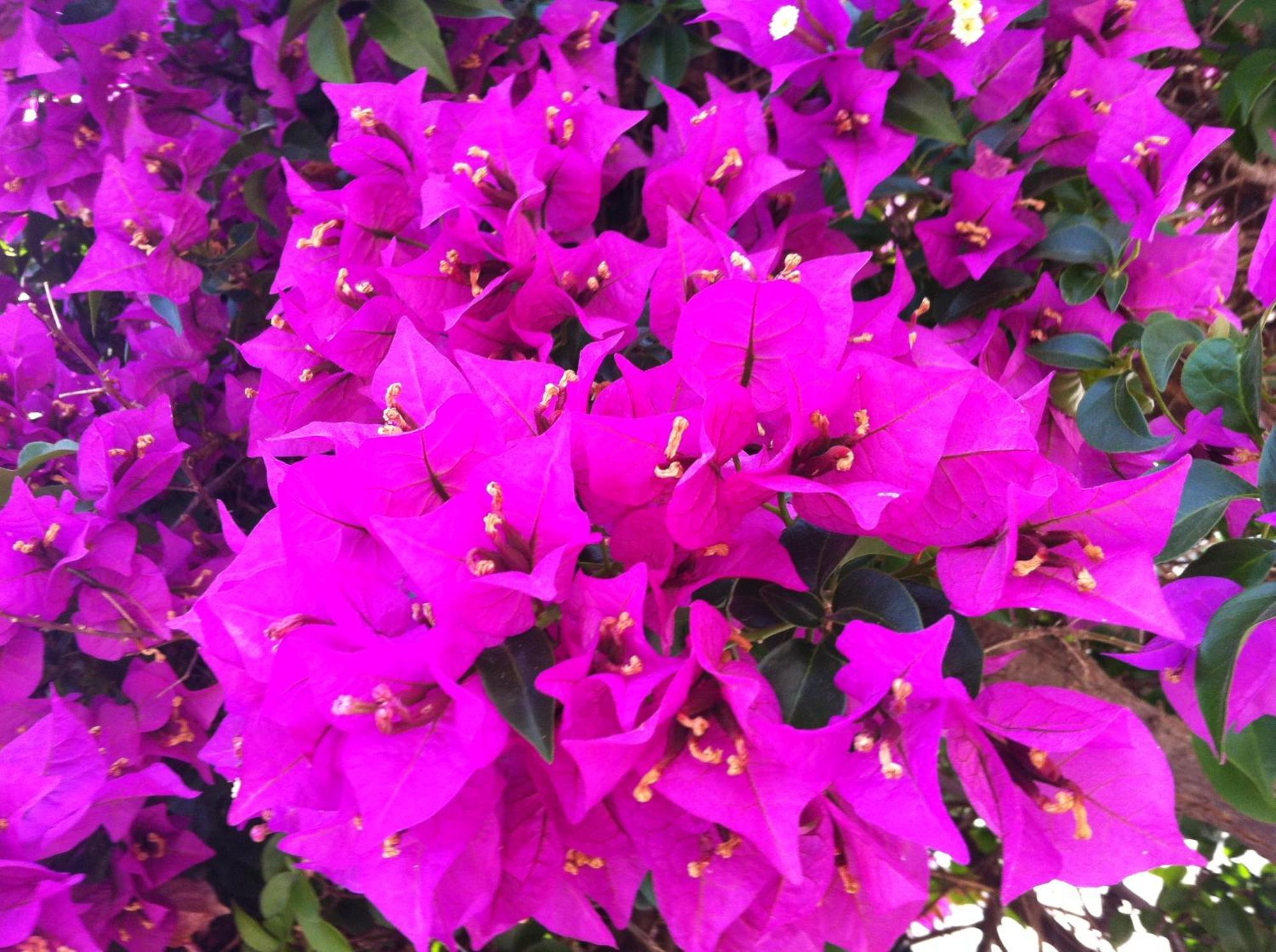 Flower Villa Apart Kemer Buitenkant foto