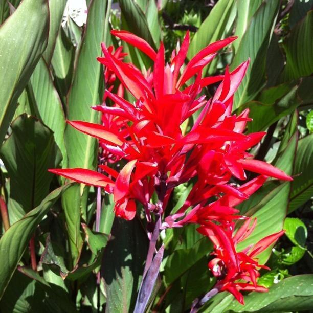 Flower Villa Apart Kemer Buitenkant foto